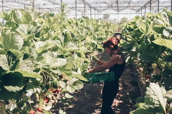 Serres des Sables Blancs _  Marc & Stéphane Pennaneac’h